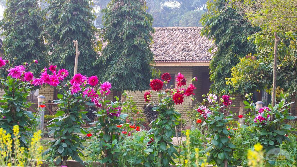 River View Jungle Camp Sauraha Exterior foto